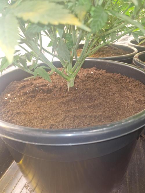 Rs11 pheno hunt. Week 7