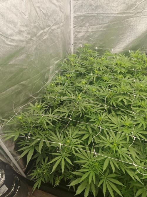 Stardawg pheno hunt. Week 7