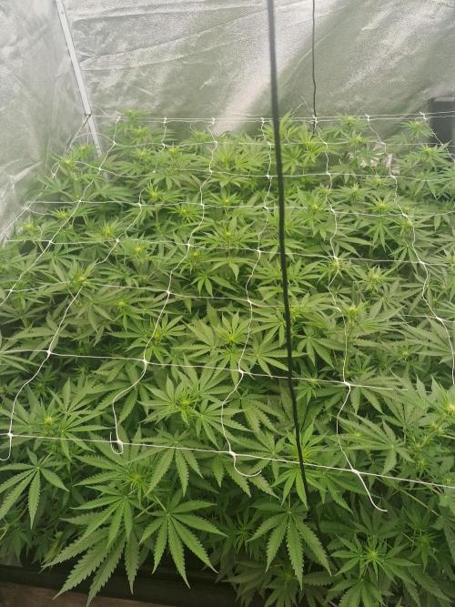 Stardawg pheno hunt. Week 7