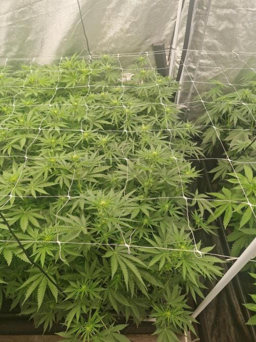 Stardawg pheno hunt. Week 7