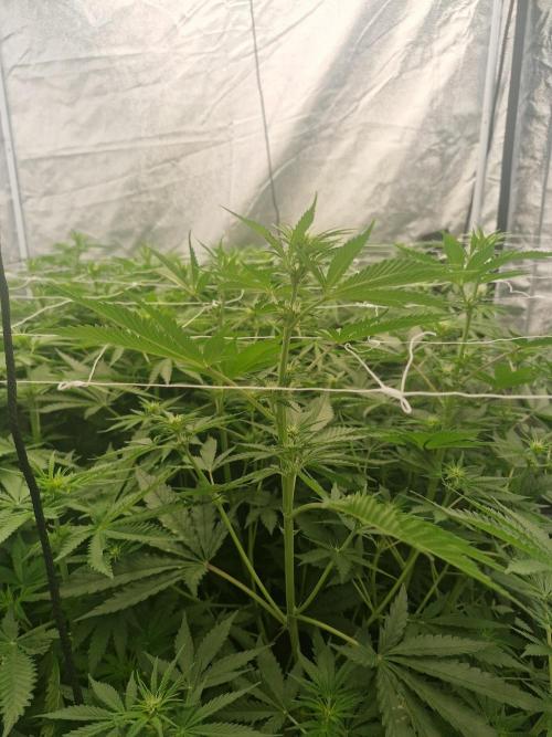 Stardawg pheno hunt. Week 7