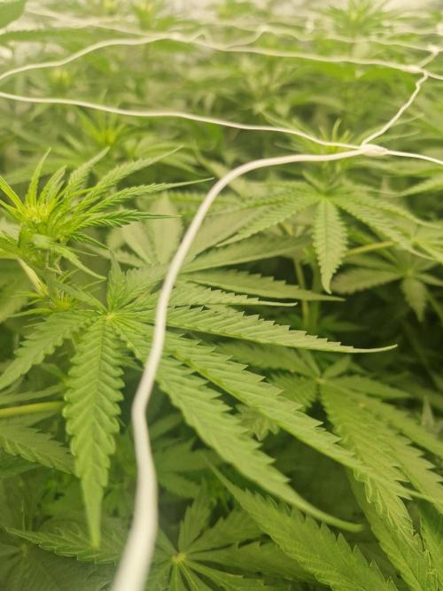 Stardawg pheno hunt. Week 7