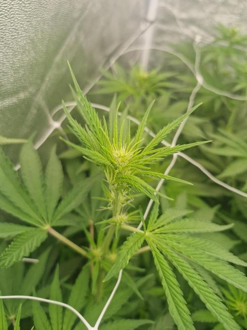 Stardawg pheno hunt. Week 7