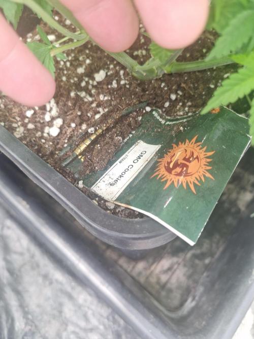 Gmo cookies pheno hunt. Week 6