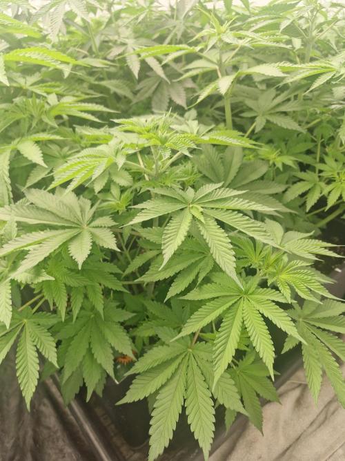 Gmo cookies pheno hunt. Week 6