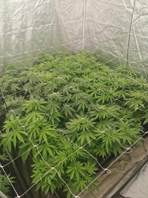 Gmo cookies pheno hunt. Week 6