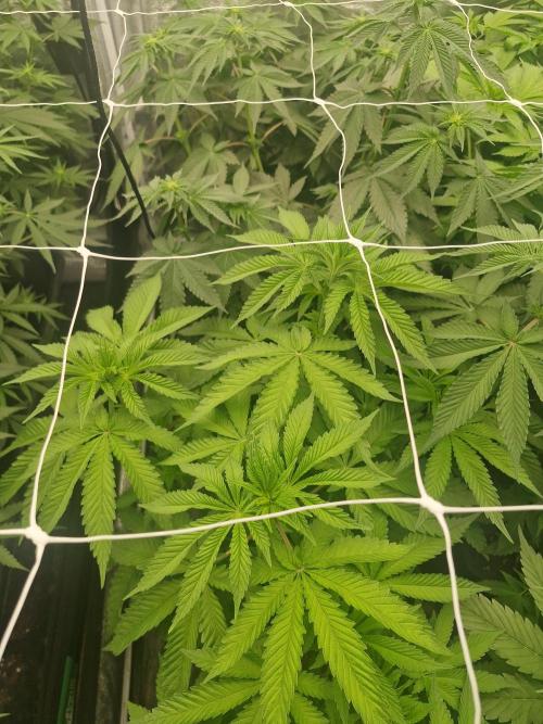 Unknown strain. Week 7