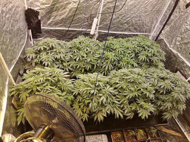 Rs11 pheno hunt. Week 8