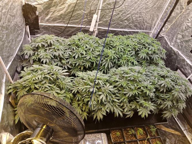 Rs11 pheno hunt. Week 8