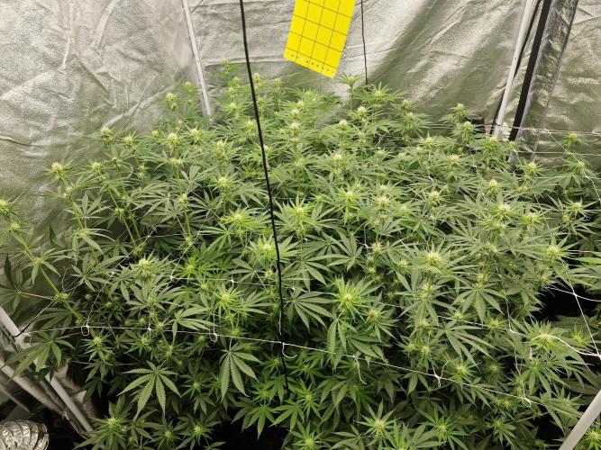 Stardawg pheno hunt. Week 8