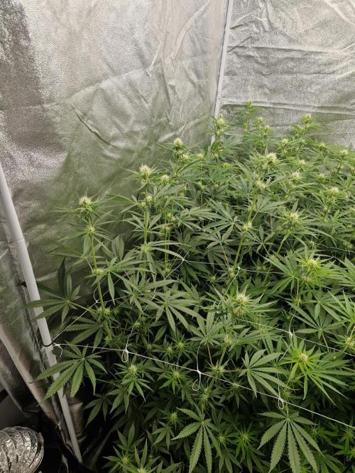 Stardawg pheno hunt. Week 8