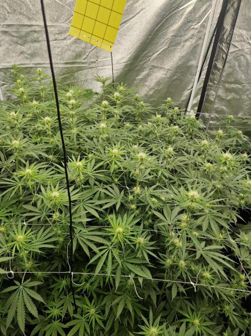 Stardawg pheno hunt. Week 8