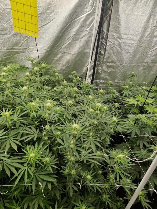 Stardawg pheno hunt. Week 8