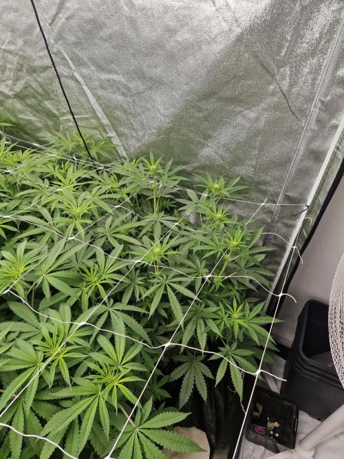 Blue dream pheno hunt. Week 8