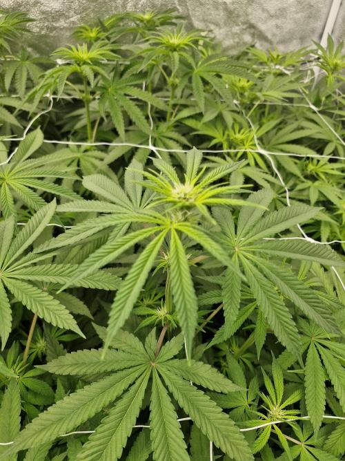 Blue dream pheno hunt. Week 8