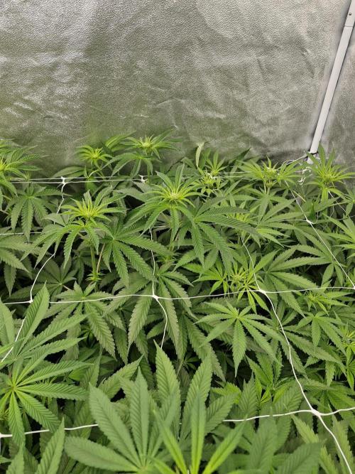 Blue dream pheno hunt. Week 8