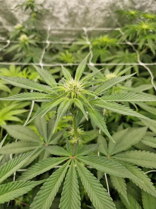 Cherry poppers pheno hunt. Week 8