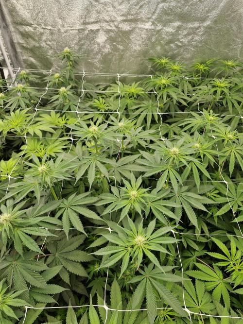 Cherry poppers pheno hunt. Week 8