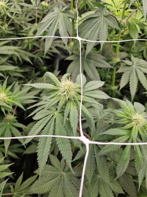 Cherry poppers pheno hunt. Week 8