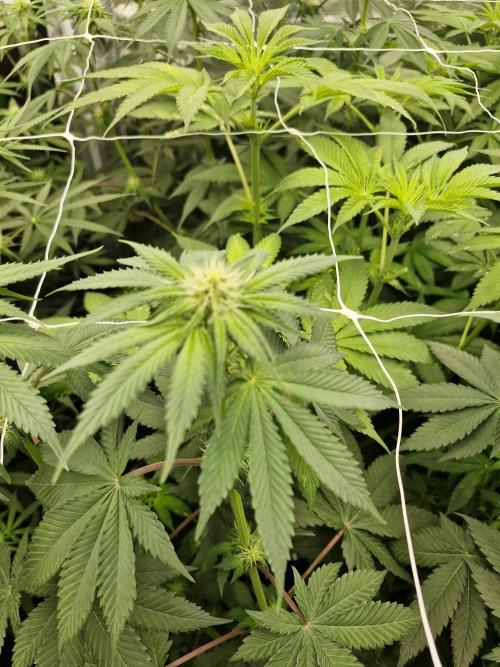 Cherry poppers pheno hunt. Week 8