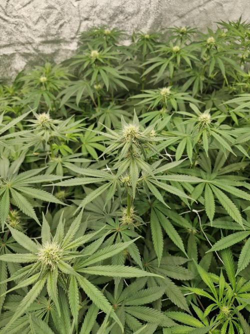 Blue dream pheno hunt. Week 9