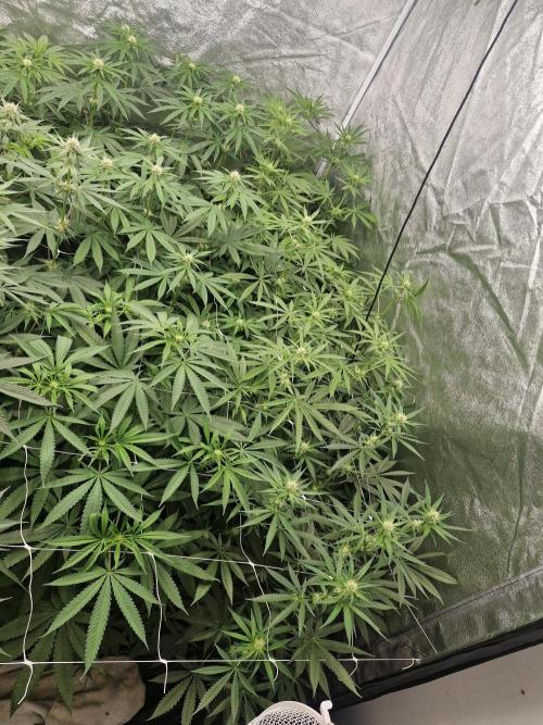 Blue dream pheno hunt. Week 9