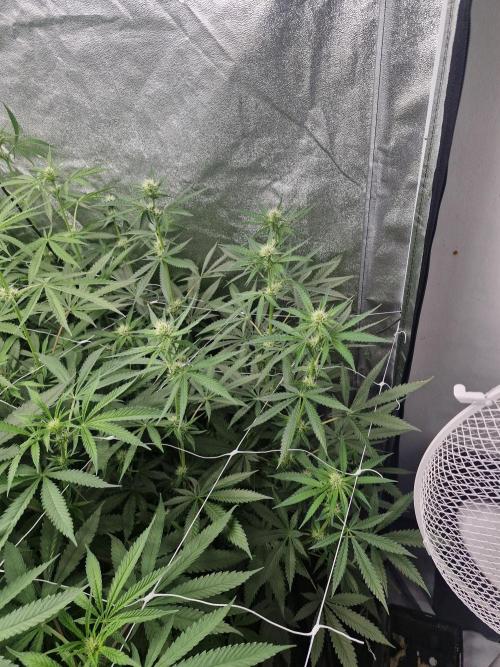 Blue dream pheno hunt. Week 9