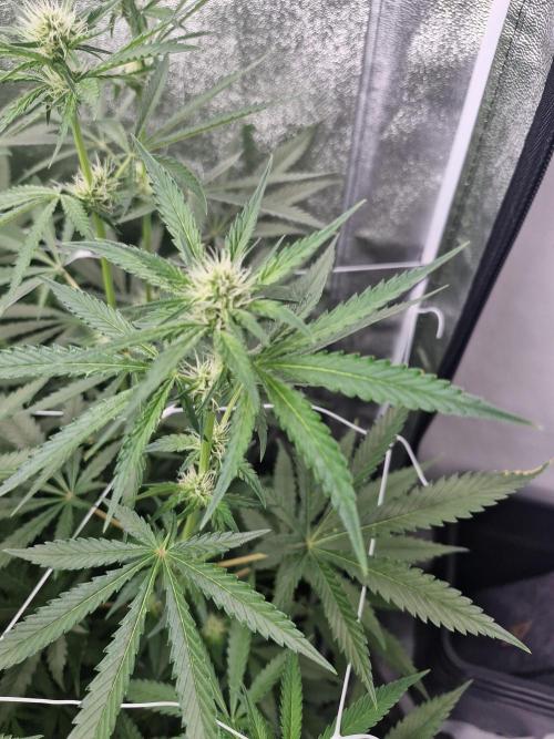 Blue dream pheno hunt. Week 9