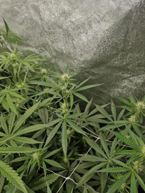 Blue dream pheno hunt. Week 9