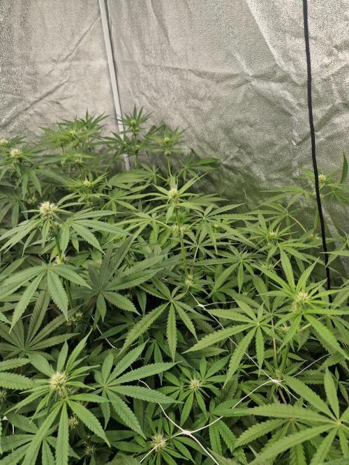Blue dream pheno hunt. Week 9