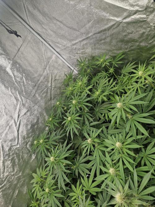 Blue dream pheno hunt. Week 9