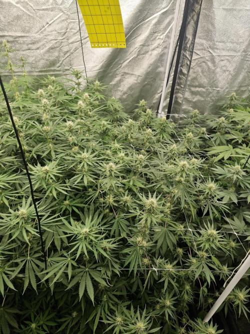 Stardawg pheno hunt. Week 9