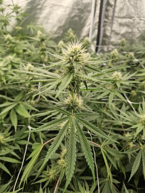 Stardawg pheno hunt. Week 9