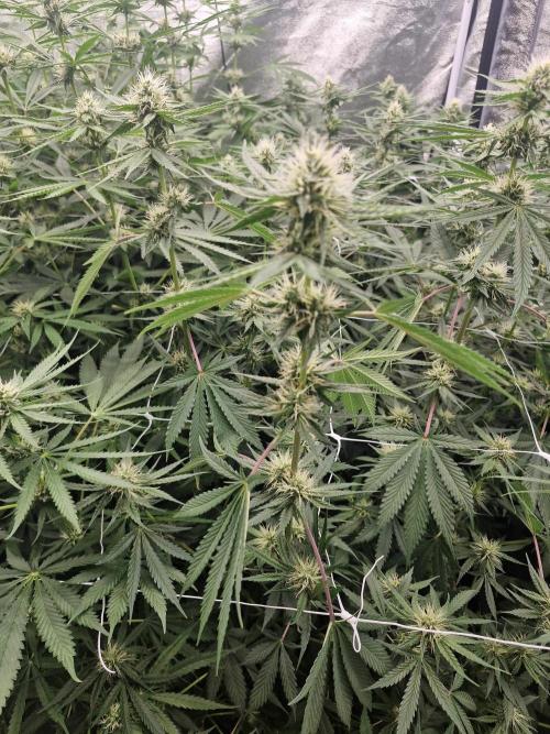 Stardawg pheno hunt. Week 9