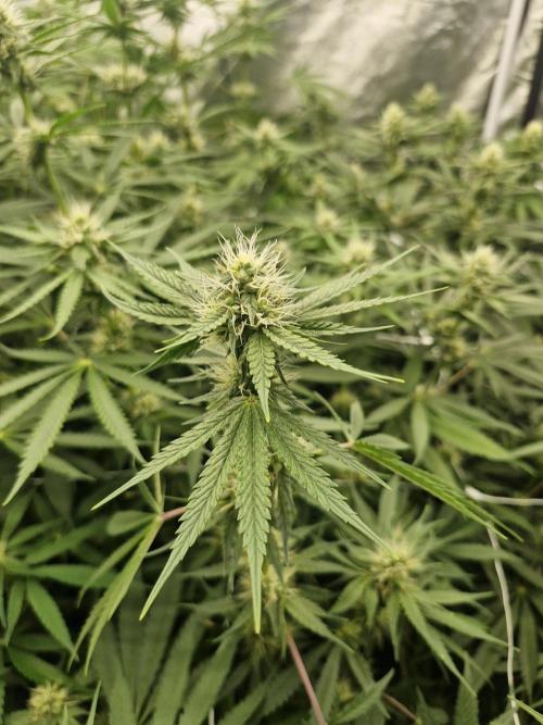 Stardawg pheno hunt. Week 9