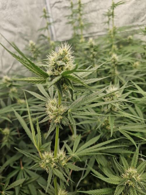 Stardawg pheno hunt. Week 9