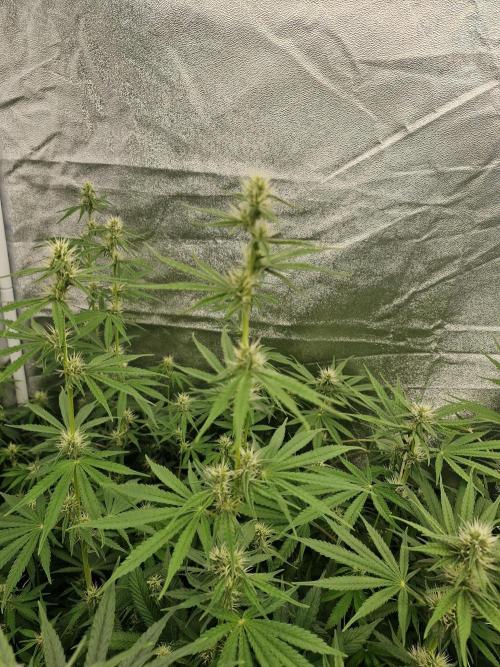 Stardawg pheno hunt. Week 9