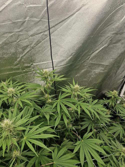 Stardawg pheno hunt. Week 9