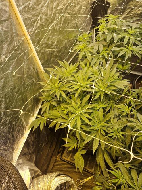 Rs11 pheno hunt. Week 10