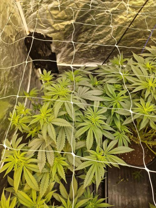 Rs11 pheno hunt. Week 10