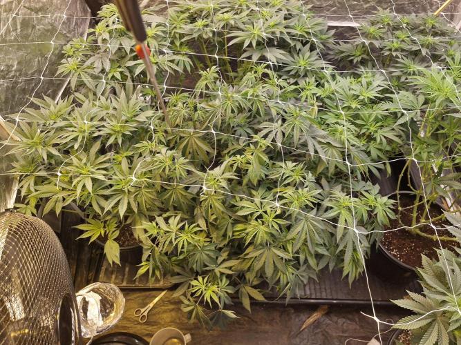 Rs11 pheno hunt. Week 10