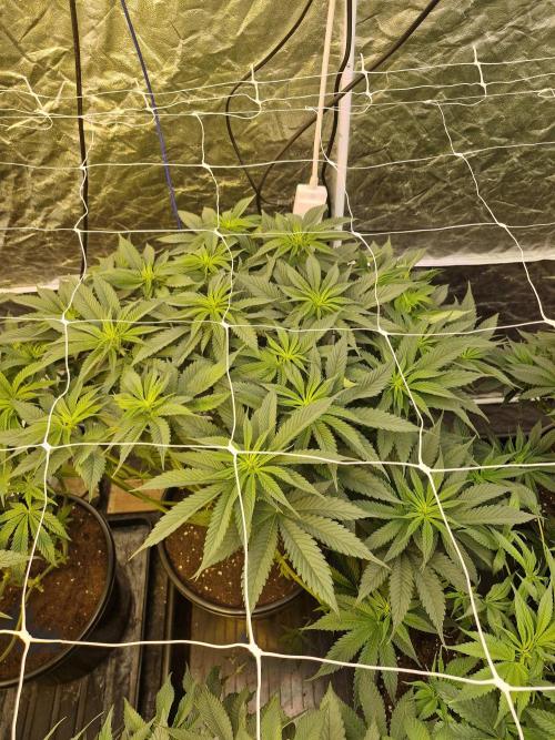 Rs11 pheno hunt. Week 10