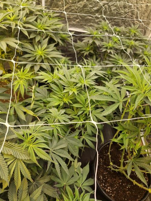 Rs11 pheno hunt. Week 10