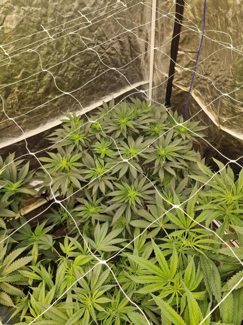 Rs11 pheno hunt. Week 10