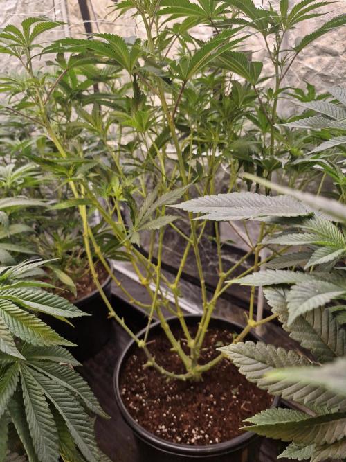 Rs11 pheno hunt. Week 10