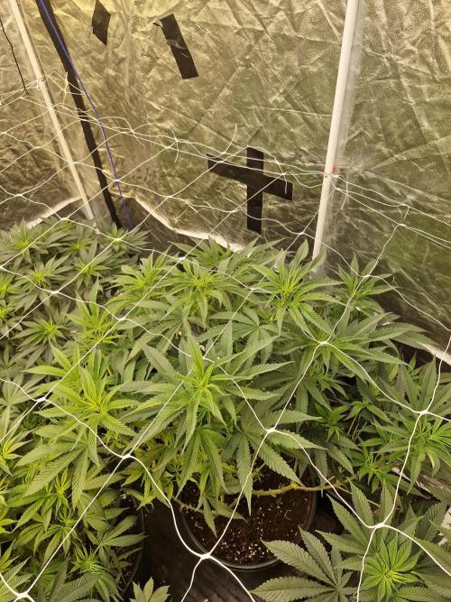 Rs11 pheno hunt. Week 10