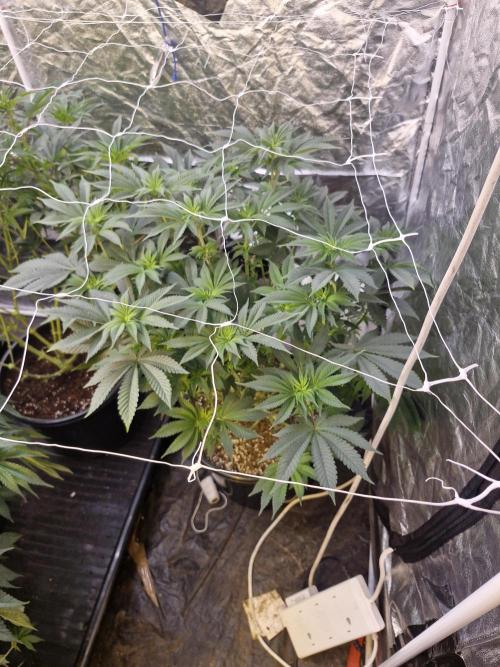 Rs11 pheno hunt. Week 10