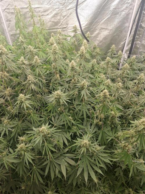 Stardawg pheno hunt. Week 10