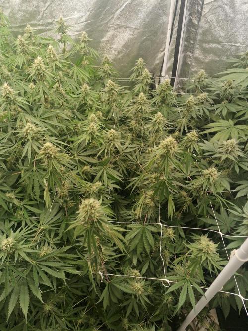 Stardawg pheno hunt. Week 10