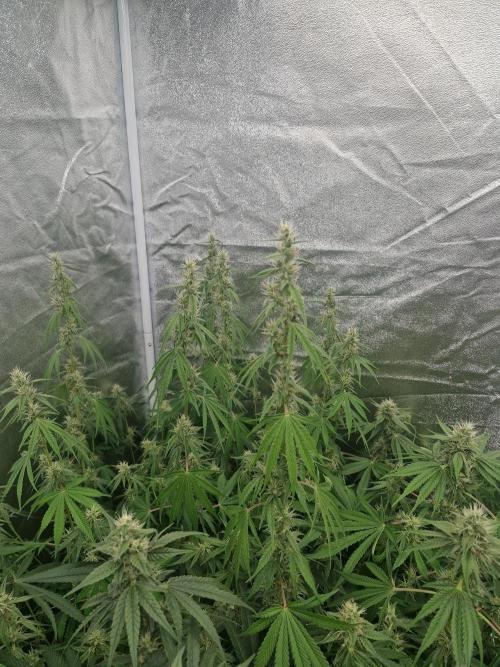 Stardawg pheno hunt. Week 10